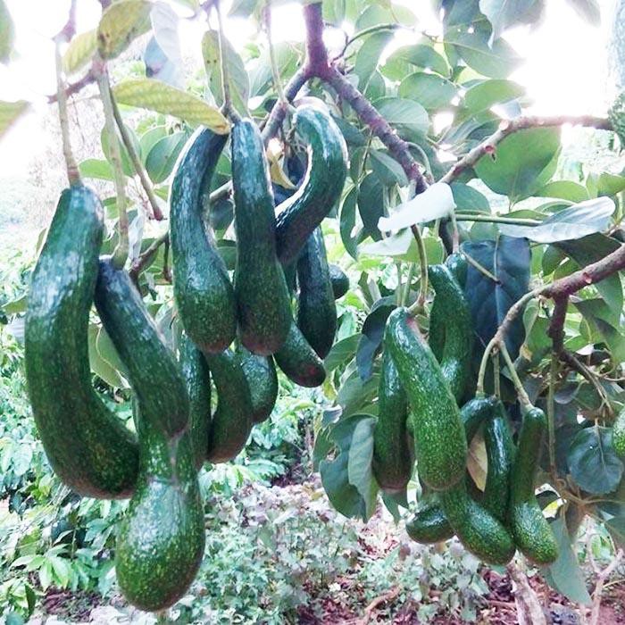 Cây giống Bơ 034 Siêu Trái