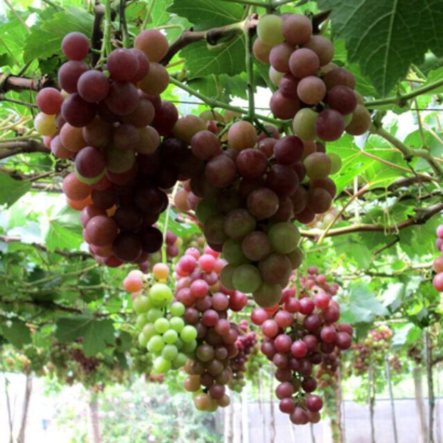 Cây Giống Nho Lùn Pháp .Loại Gốc To. Đẹp