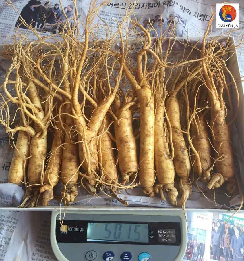 [HCM]0,5Kg Sâm Tươi Hầm Gà Hàn Quốc(10-15 củ) Sâm Trọc Ngâm Mật Ong Nhân Sâm Hàn Quốc có tác dụng chống mệt mỏi tăng cường bồi bổ sức khỏe minh mẫn sảng khoái sâm hàn quốc nhân sâm tươi hàn quốc Sâm Yến 3A