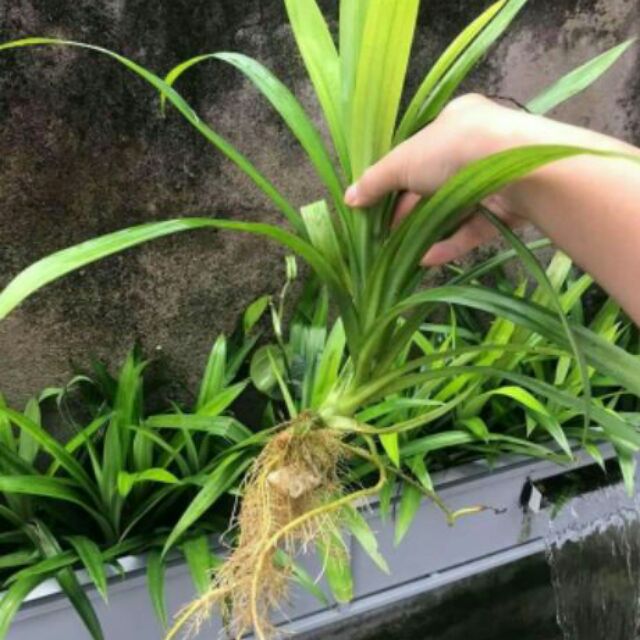 Cây dứa nếp giống