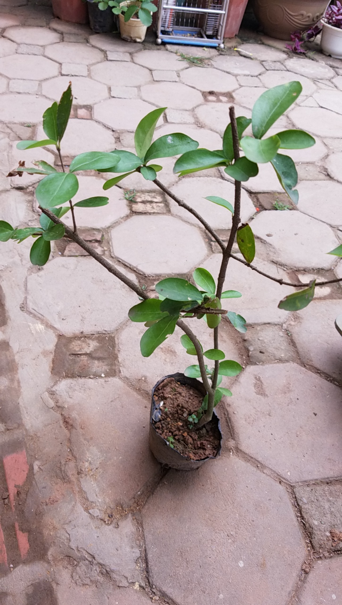 Sơ ri thái chuẩn cây trong bầu đất - Kèm phân dê lưới