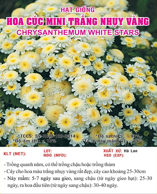 Hạt giống hoa cúc mini trắng nhụy vàng - hoa cúc mini 4 mùa
