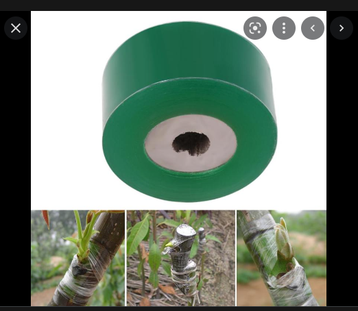 Cuộn băng keo 2cm * 100m dùng ghép cành cây tiện dụng