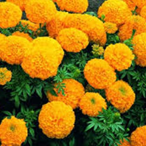 Hạt giống hoa cúc vạn thọ mỹ f1. túi 50 hạt. giống tốt. rất dễ trồng - kèm quà tặng