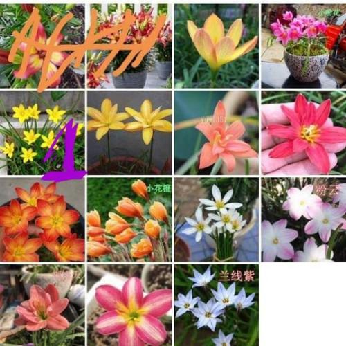 Set 7 củ hoa huệ mưa ngoại mix màu ( gồm rose, zodiac, jumbo, bright eyes, aurora, lily pies, trắng ngoại, )