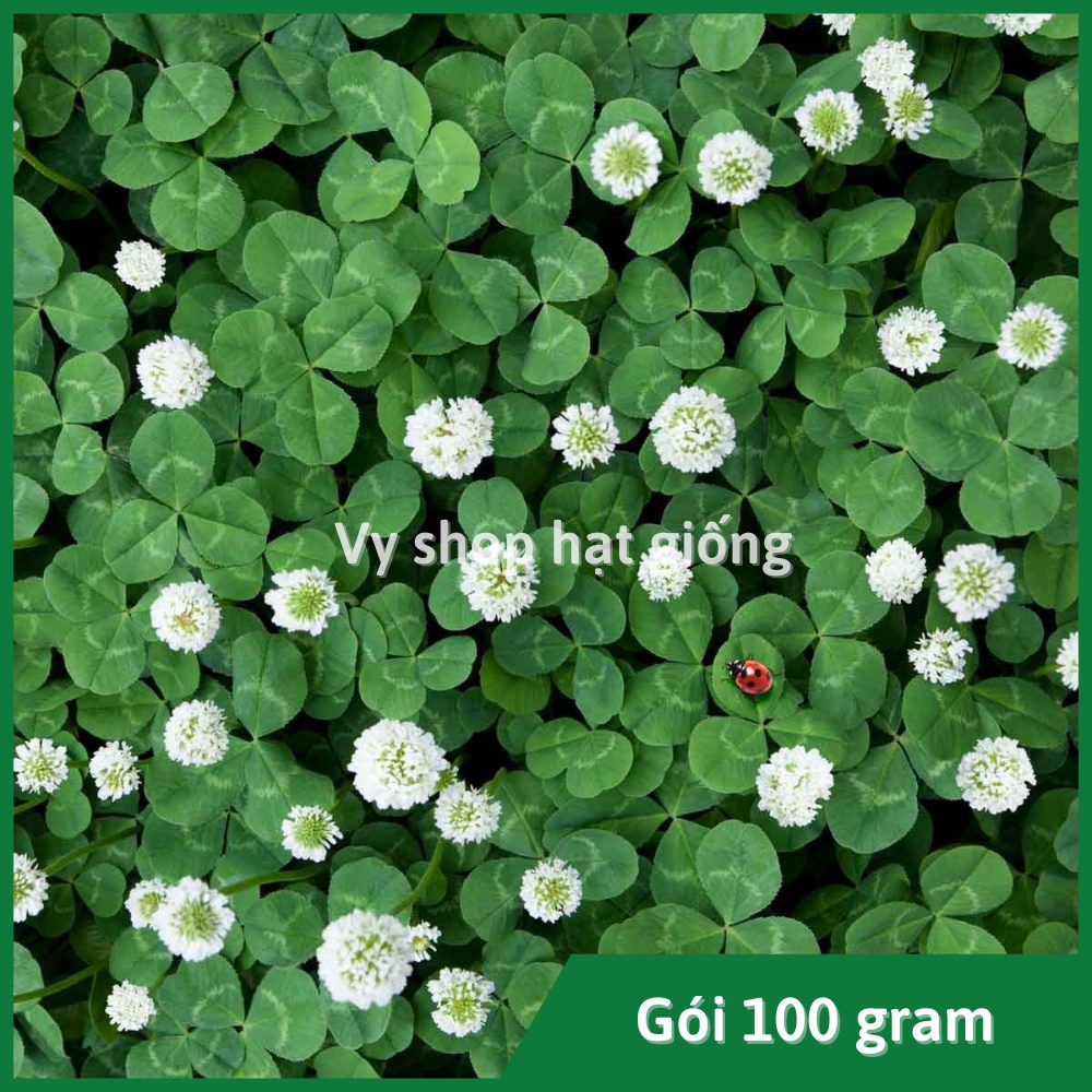 100gr hạt giống cỏ ba lá trắng trồng thảm - khoảng 20.000 hạt