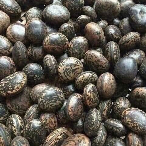 Hạt đậu lào 5k/1 hạt -50k / 10 hạt