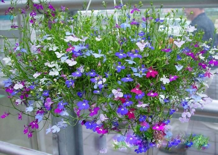 Hạt giống hoa Lobelia mix màu - Gói 20 hạt