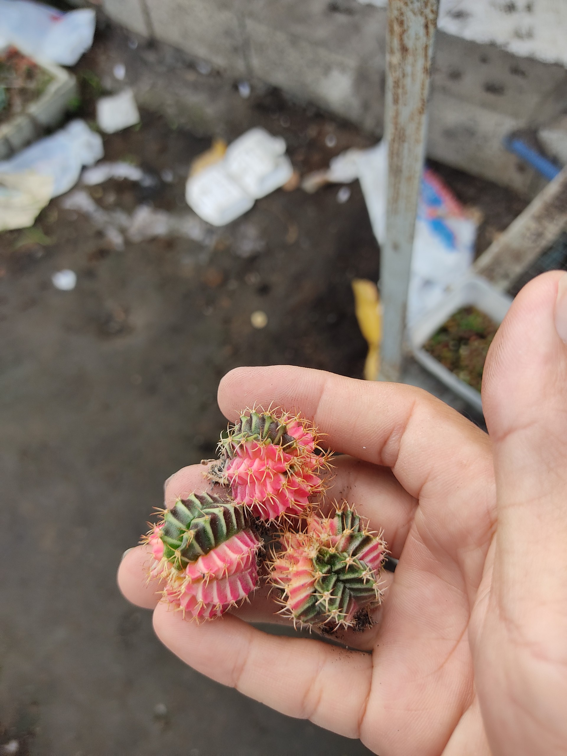 Xương rồng gym lem mini