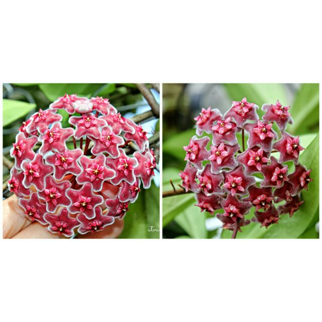 Cẩm Cù Pink Sliver