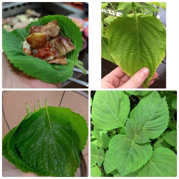 Hạt giống rau thơm Mè Hàn Quốc 0.5 gram