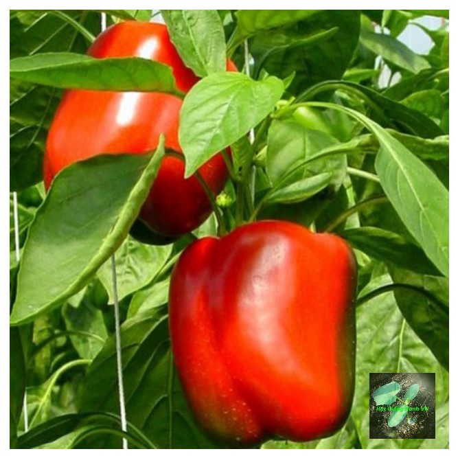 [Seeds] Hạt giống Ớt chuông đỏ RD352, đóng gói 0.5gr
