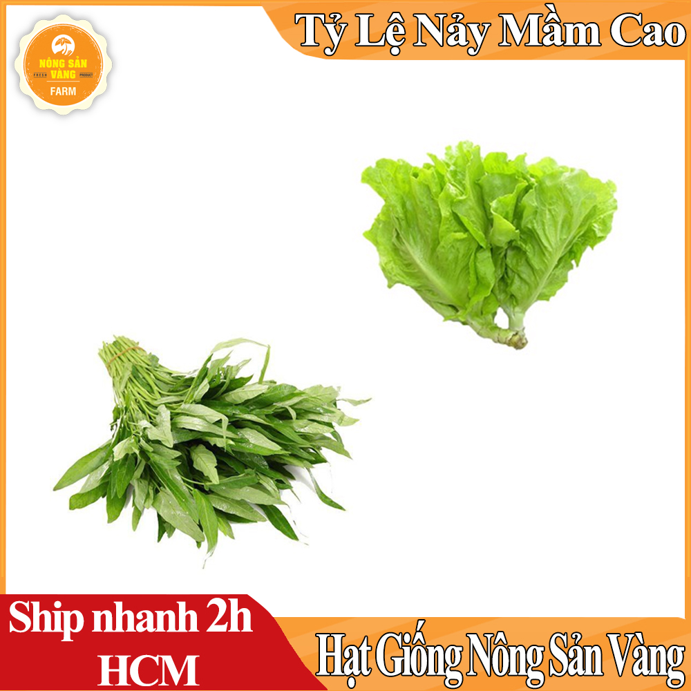 Combo 2 Hạt Giống Rau (Rau Muống Lá Tre - Rau Cải Xà Lách Búp Mỡ) Nảy Mầm Cao, Dễ Trồng, Sinh Trưởng Và Phát Triển Mạnh - Nông Sản Vàng