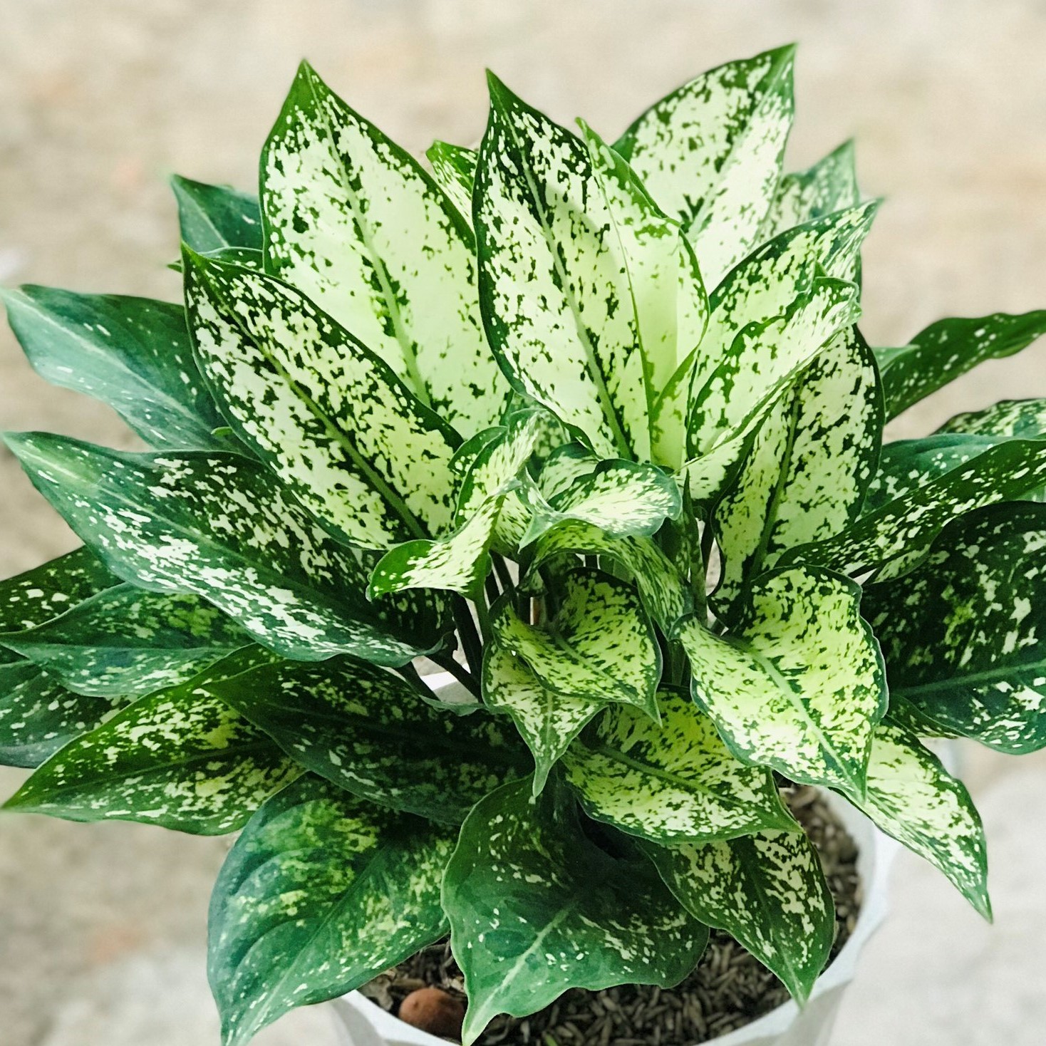 Cây Ngọc Ngân - cây kiểng để bàn, cây kiểng thủy sinh, cây kiểng phong thủy, chậu đen