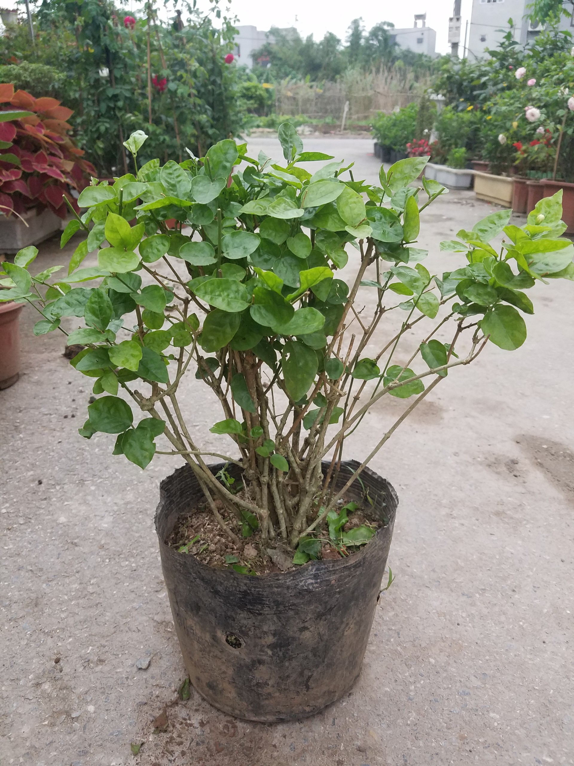 Nhài ta hoa thơm lừng - Cây như hình