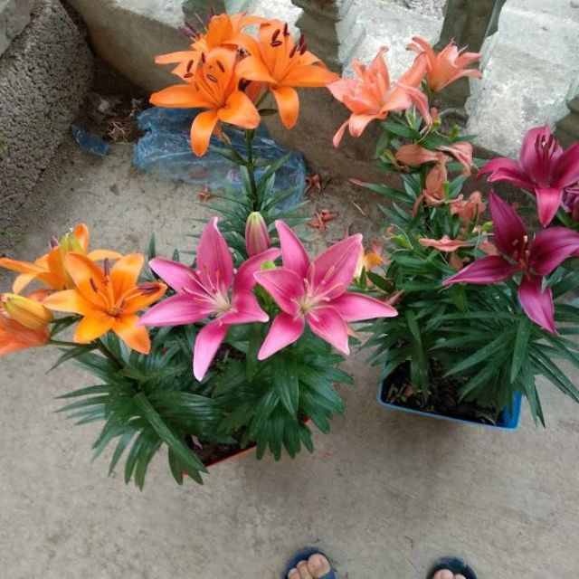 1 củ hoa ly lùn nhiều màu trồng tết