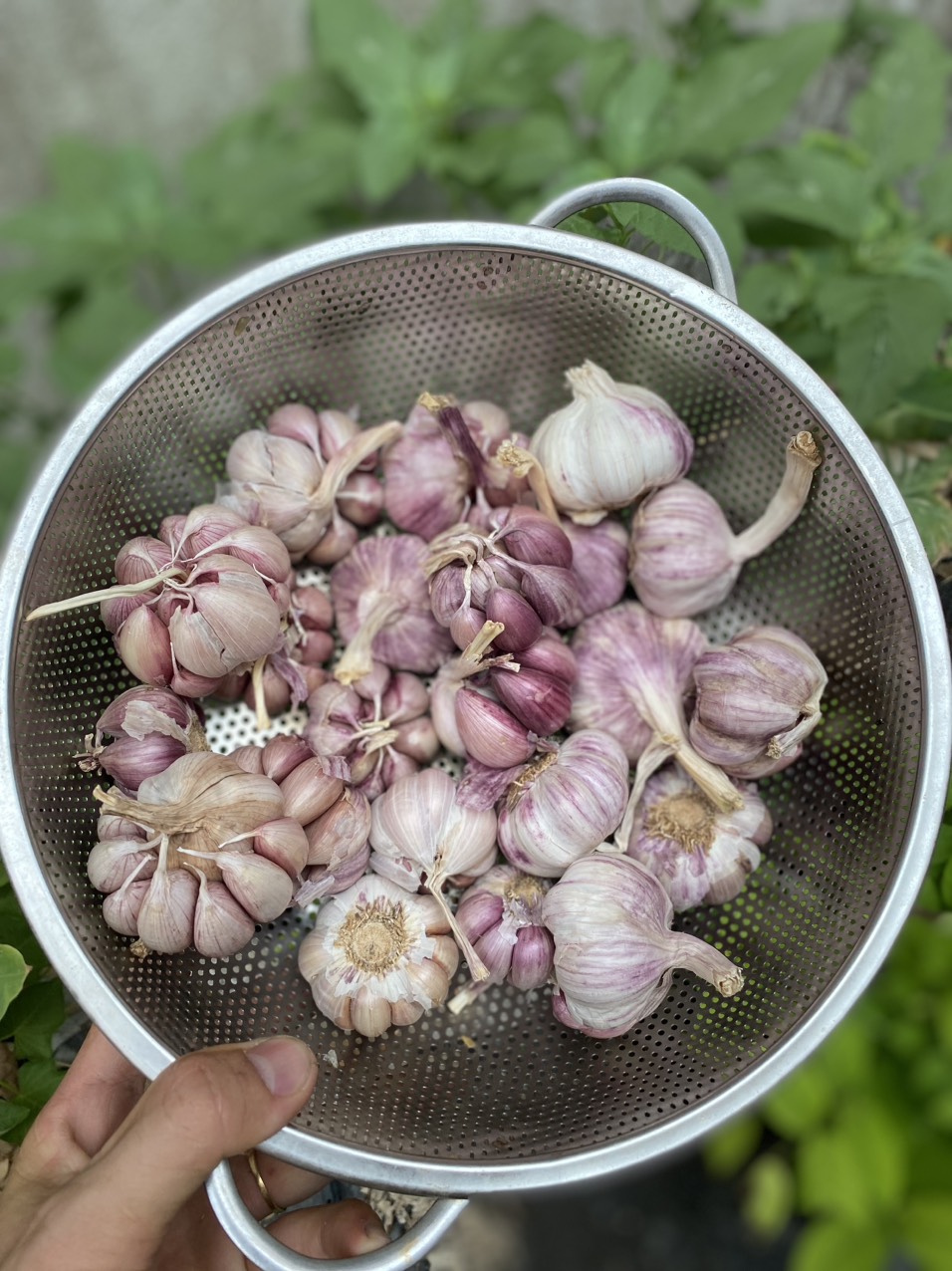 Tỏi tím củ to nhiều nhánh loại đẹp nhất