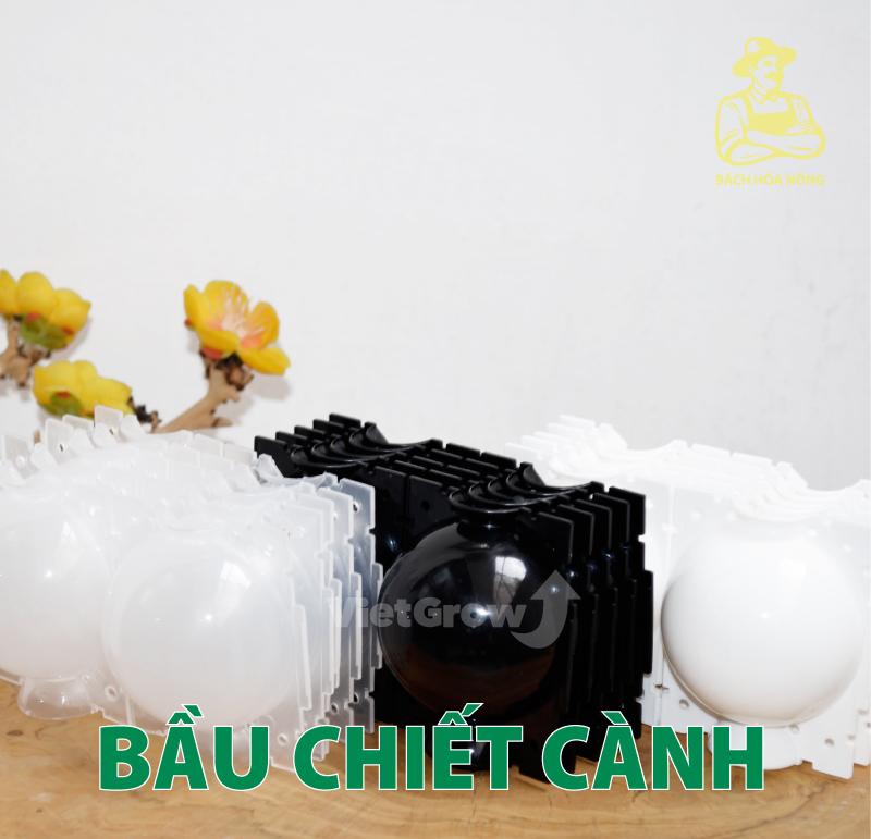 [HCM]Combo 10 Bầu chiết cành Croco - Size S (5cm), Màu Đen