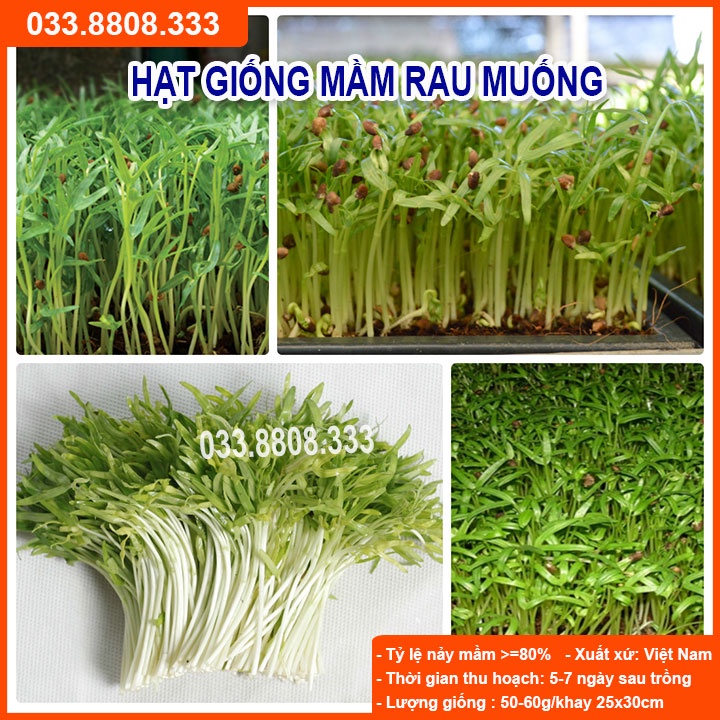 Hạt Giống Rau Mầm Rau Muống 50gram (rau muống mầm) - Hạt Giống Rau Trồng Tại Nhà