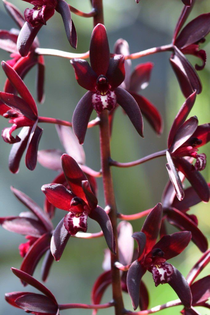 Kiếm đỏ (xích ngọc) hàng giống