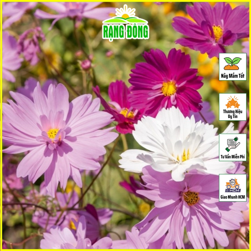 Hạt giống Hoa Cánh Bướm Kép Nhiều Màu (Hoa Sao Nhái Kép) Trồng Quanh Năm, Hoa Ra Liên Tục Thích Hợp Trồng Chậu - Hạt giống Rạng Đông