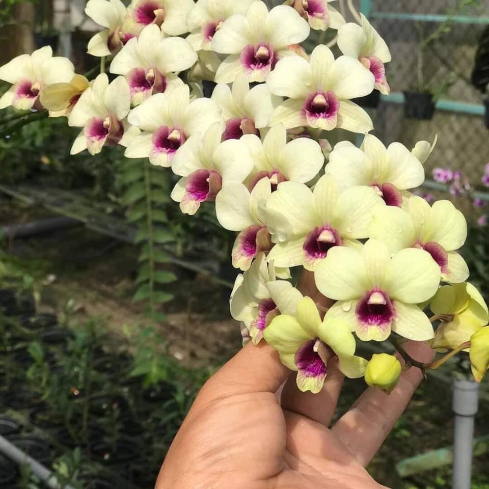 Hoa lan đồng tiền đổi màu