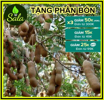 CÂY GIỐNG ME THÁI CƠM DÀY, NGỌT HƠN ME NGỌT THƯỜNG - SẢN PHẨM THẬT Y HÌNH 2