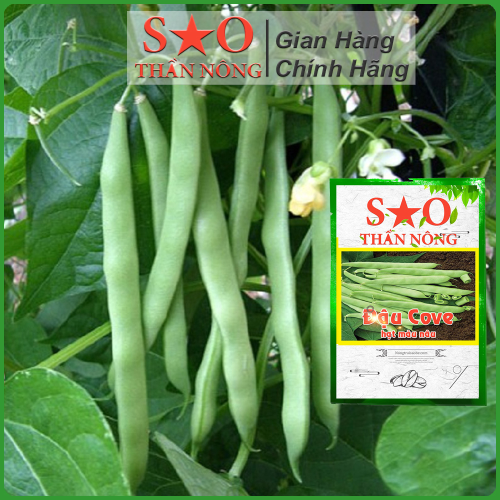 25g Hạt Giống Đậu Cove Bụi Lùn hạt nâu -hạt giống rau sao thần nông