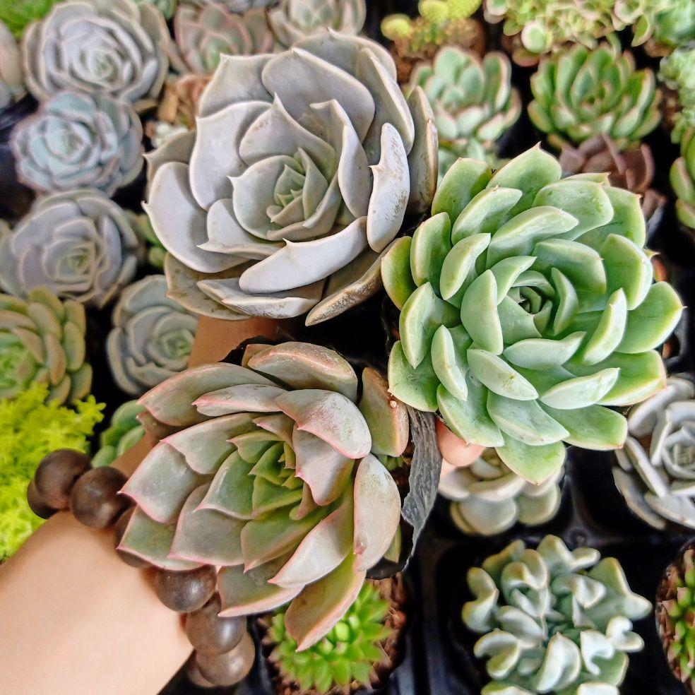 Combo 3 cây sen đá size 5-8cm ngẫu nhiên-49k