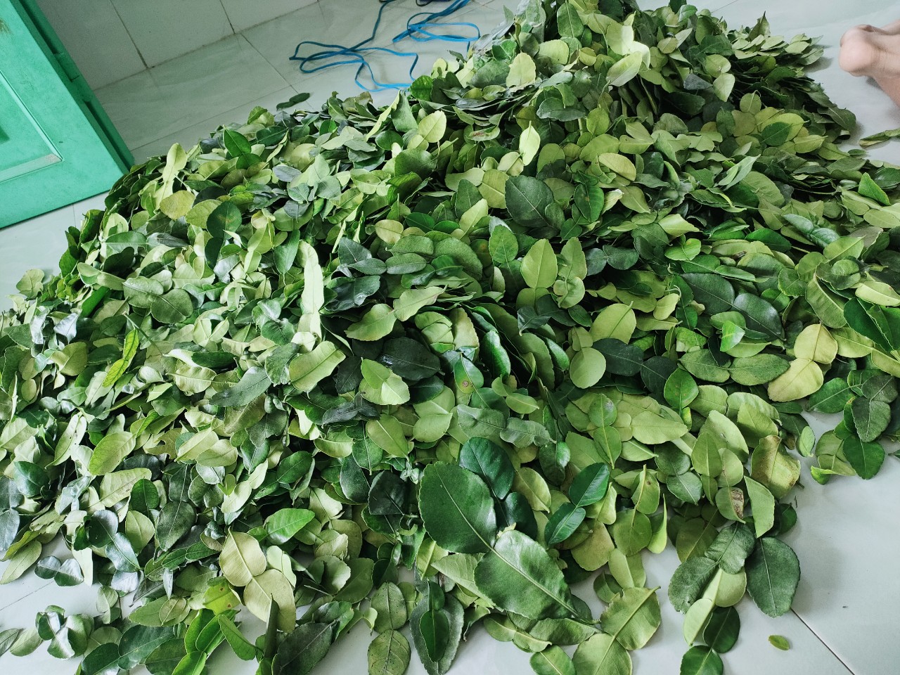 La chúc tươi 1kg. lá chanh thái. Lá số 8. Hàng đẹp