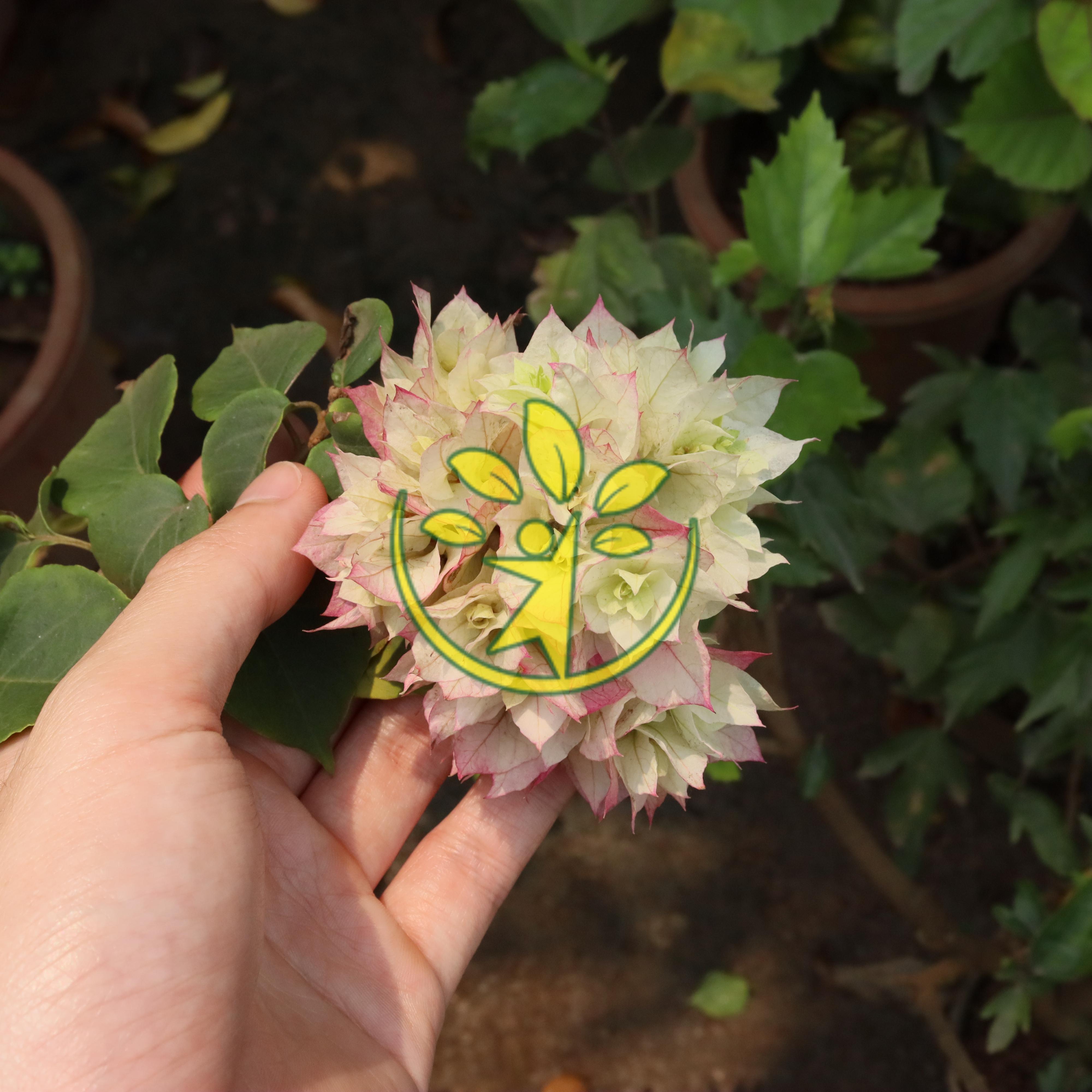 Chậu cây hoa giấy cao 70 - 80 cm chuẩn hàng