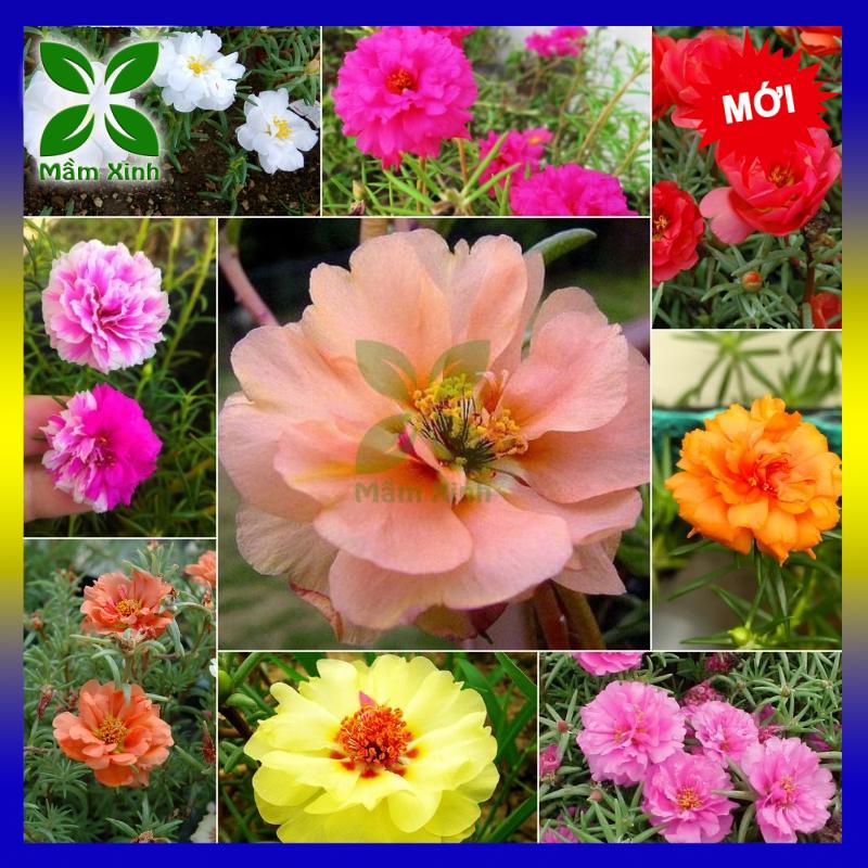 50h Hạt giống hoa dừa cạn lùn đứng mix nhiều màu