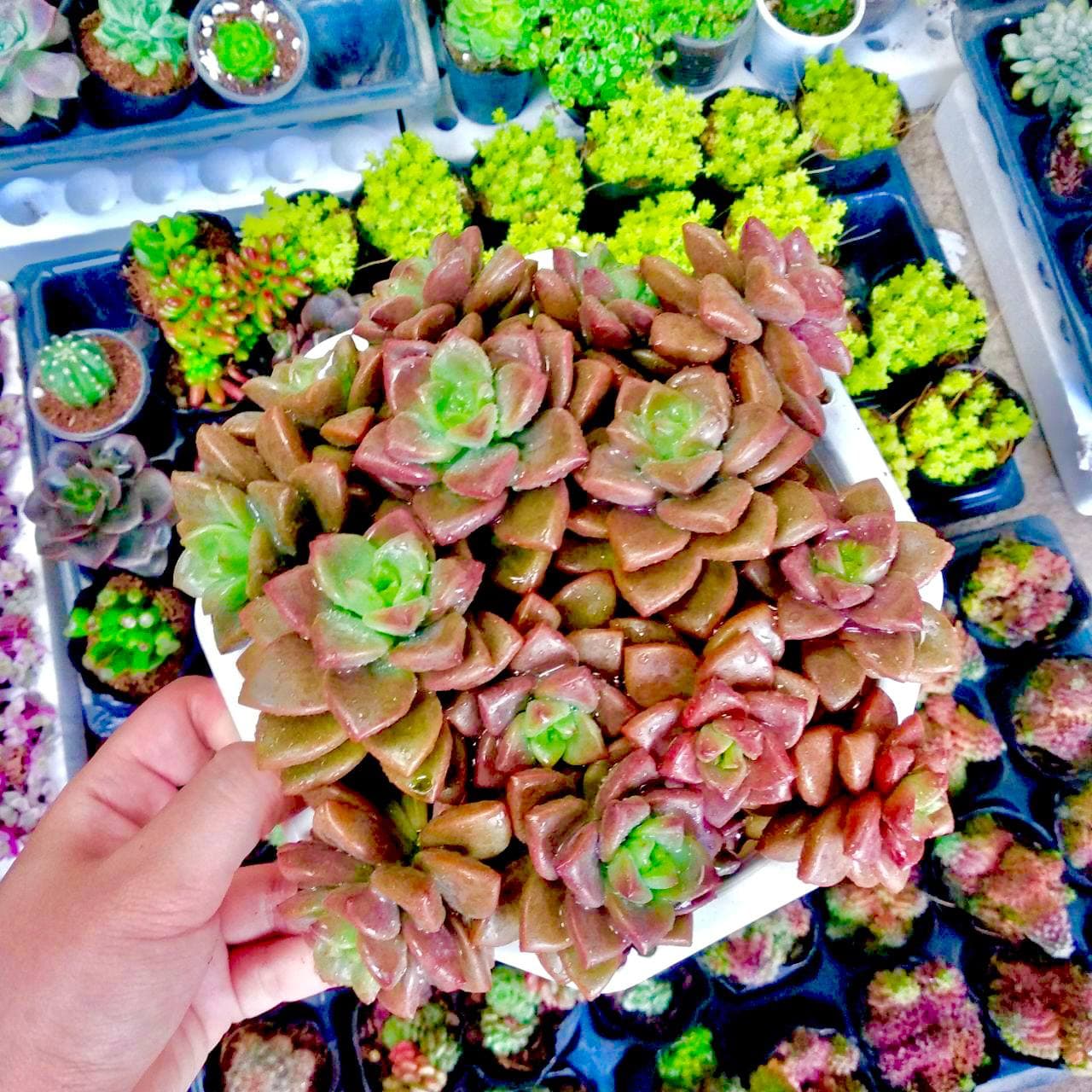 Sen đá nâu chậu bự - đà lạt - lỗi 1 đổi 1
