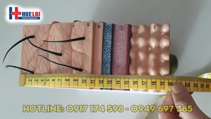 Mô hình giải phẫu cấu tạo các lớp da cơ thể