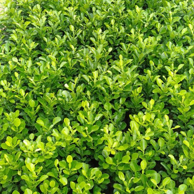 cây chúc lỡ combo 5 cây tặng 1