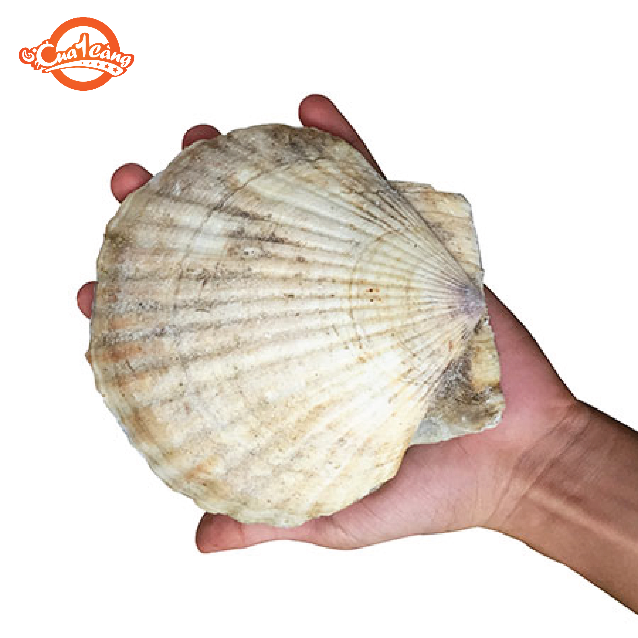 [HCM]Sò điệp Nhật size 8-10 con/kg - giao nhanh 4h