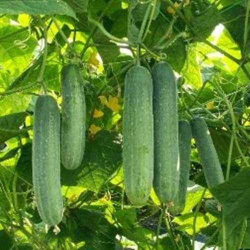 Bộ 3 túi hạt giống dưa chuột nếp ta. mỗi túi 10 hạt chất lượng cao