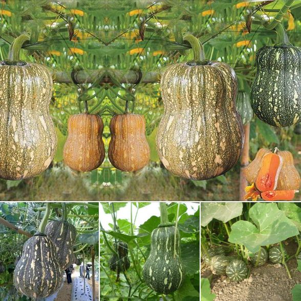 "gói 10 hạt " hạt giống bí đỏ hạt đậu f1