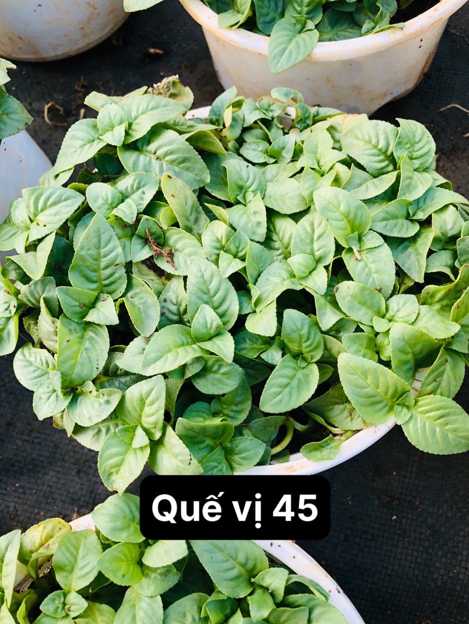 cây quế vị xá xị