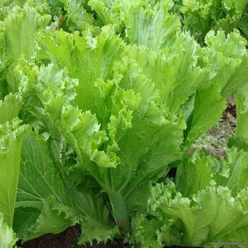 Hạt giống rau cải bẹ mào gà 20 gram