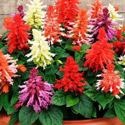 Hạt giống hoa xác pháo mix - Hạt giống chất lượng cao