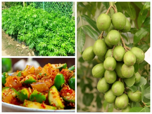 CÓC THÁI siêu quả CÂY GIỐNG coc thai f1 mang lại hiệu quả kinh tế cao , cây trồng chậu , trồng sân vuồn đều được ạ