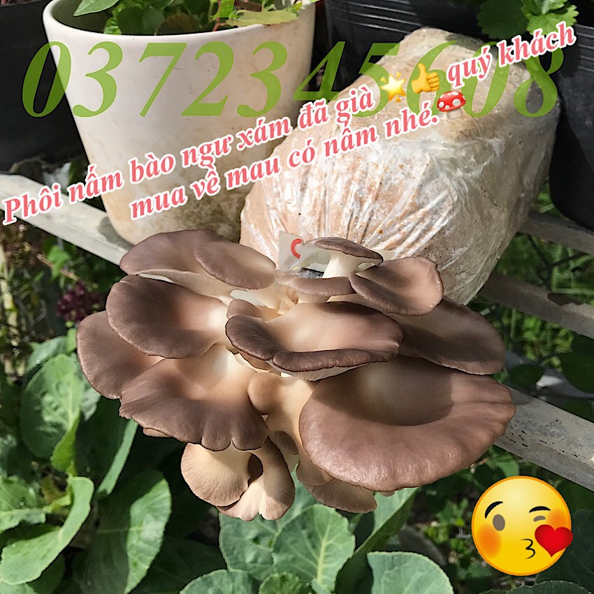 [XẢ KHO] 1 Phôi nấm bào ngư xám ngay trại giống, TẶNG KÈM nắp nhựa, CÓ HƯỚNG DẪN cụ thể, TƯ VẤN khi cần, nấm sạch, giòn ngon, sản phẩm hữu cơ, bổ dưỡng, phù hợp ăn chạy, trồng giải trí, an toàn mùa dịch, 1BNX, SHOP7TOAN