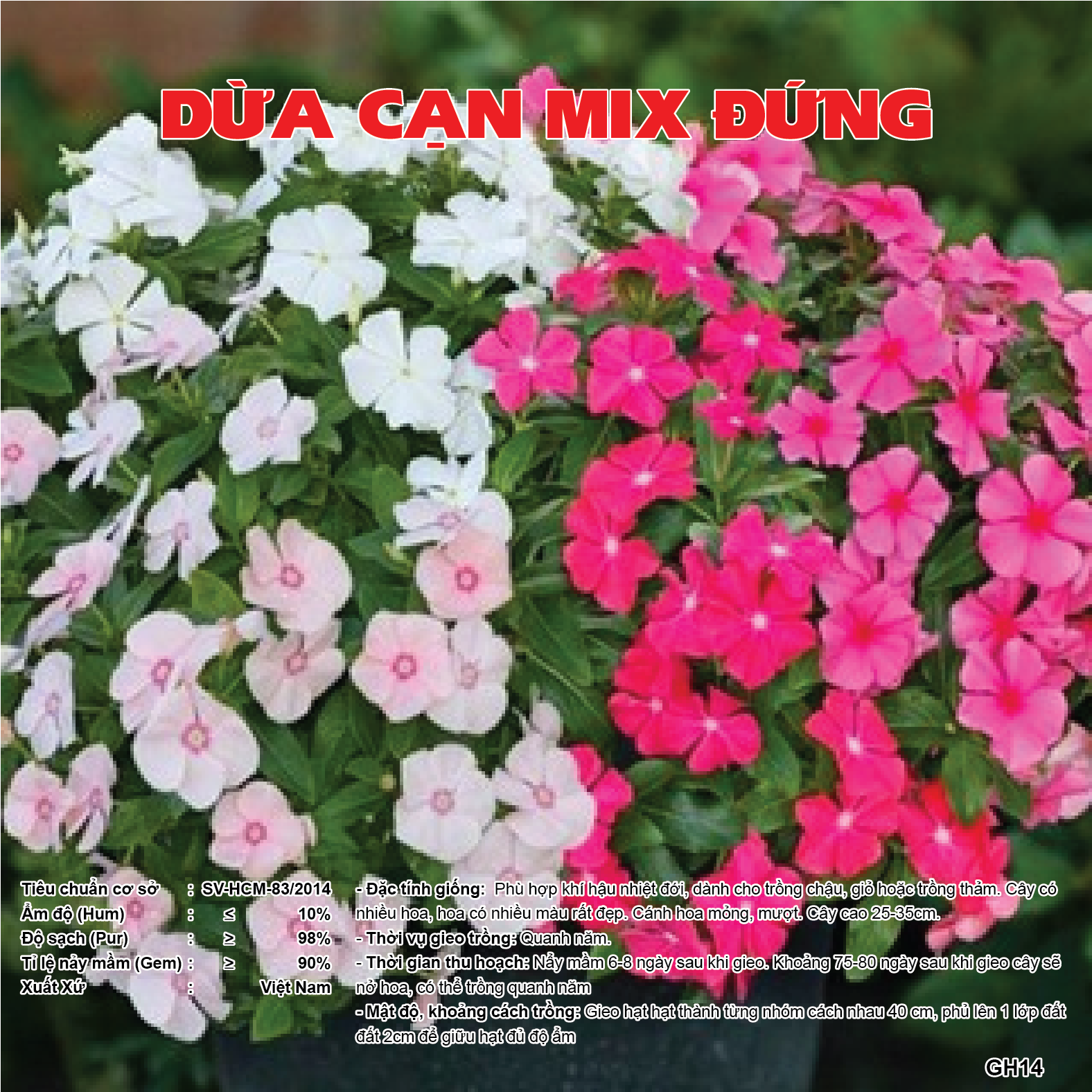 Hạt giống hoa dừa cạn Gh014, hoa thơm, màu tươi sáng, hạt mẩy, dễ trồng, dễ chăm sóc, cây khoẻ, năng suất cao