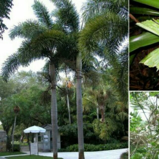 Cây cau đuôi chồn (australia)