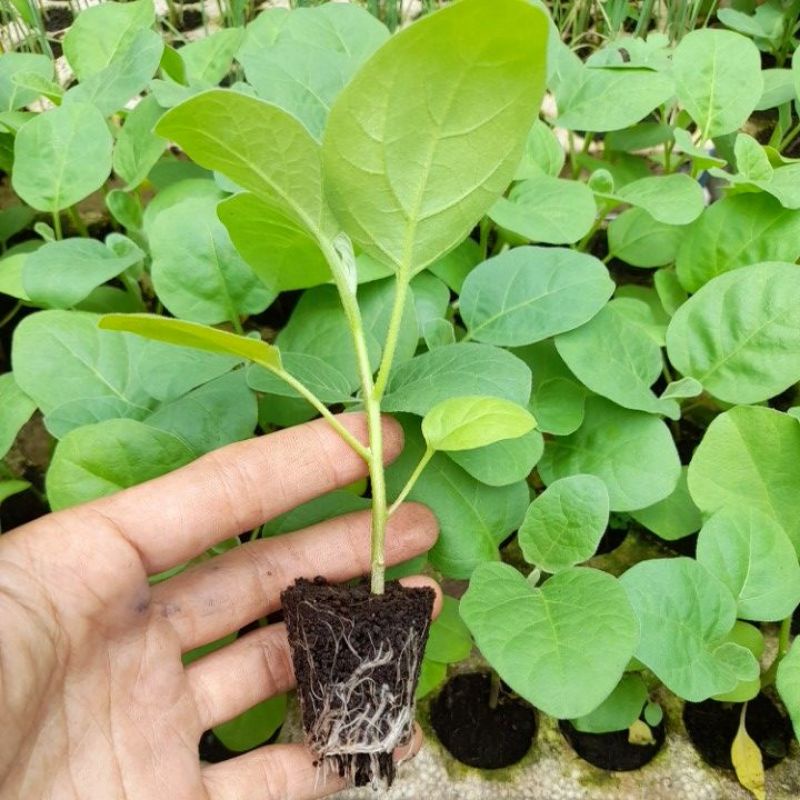 Combo 5 Cây giống cà pháo trắng muối chua, muối xổi. giao hỏa tốc. Vườn ở Tp Hcm