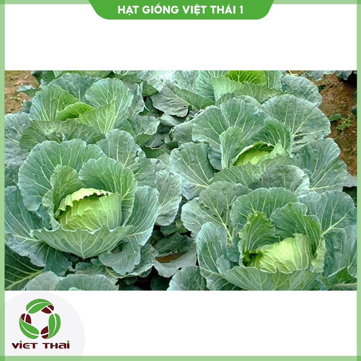 Hạt giống bắp cải xanh - bắp cải tím tn - hgvt1