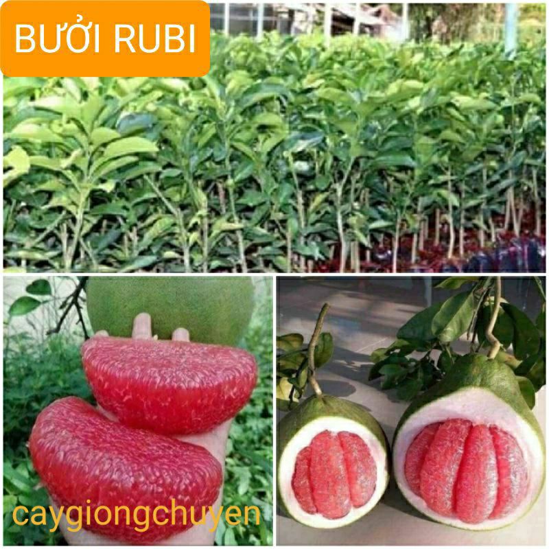 Giống bưởi rubi múi đỏ không hạt
