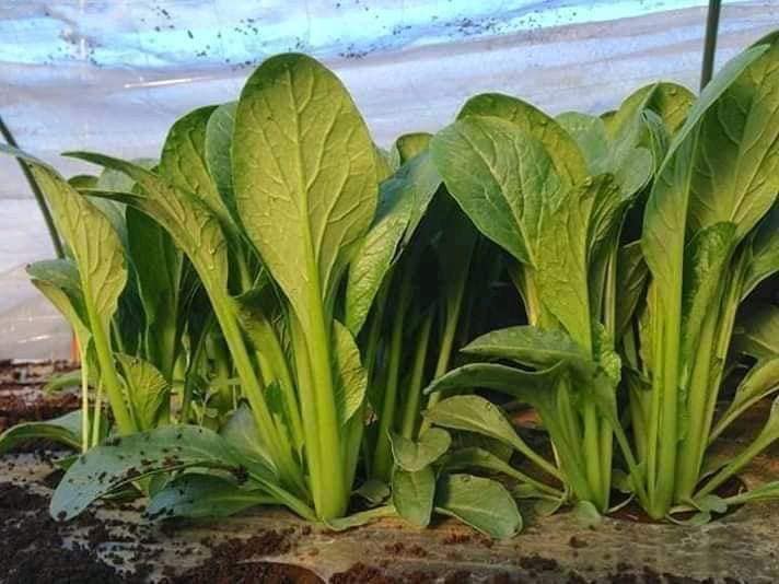 5gr hạt giống rau cải ngọt khổng lồ