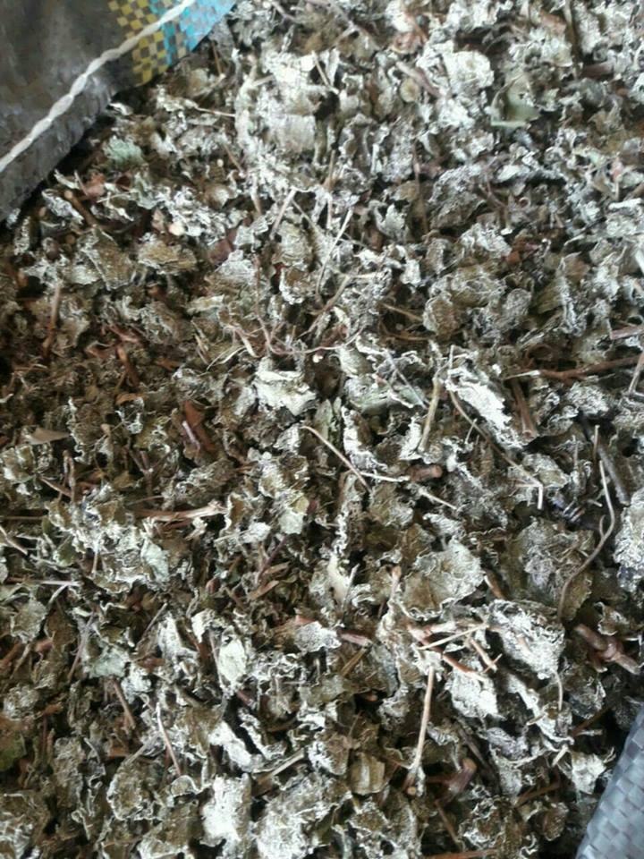 Chè dây cao bằng - Chè tuyết - Hỗ trợ các vấn đề về dạy dày, HP, ợ hơi ợ chua